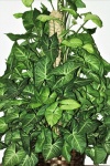 Arrowhead Plant In Pot Close-up