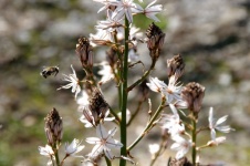 Asphodel Lily Flowers With Bee