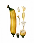 Banana Fruit Vintage Art
