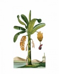 Banana Tree Vintage Art