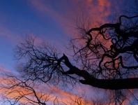 Tree Silhouette Sunset