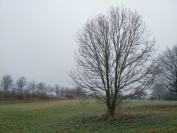 Trees Landscape Monotonously Desolate