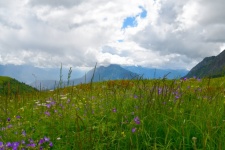 Mountain Landscape, Purple Flowers