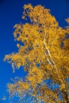Birch In Autumn