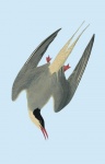 Bird Vintage Tern Art