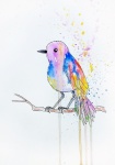 Bird, Watercolor, Painting, Feathers