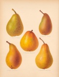 Pears Fruit Fruits Vintage