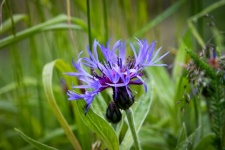 Blue Flower, Mountain Centaury