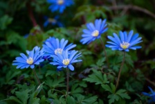 Blue Flower, Oriental Anemone