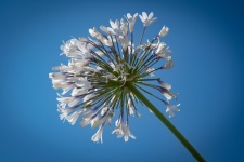 Flower, African Lily, Agapanthus