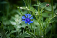 Flower, Blue Cornflower