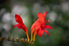 Flower, Cape Honeysuckle
