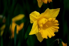 Flower, Narcissus, Bulbous Plant