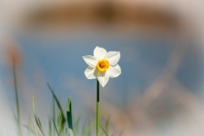 Flower, Narcissus, Narcissus