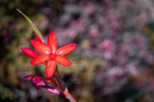 Red Flower, Hesperantha