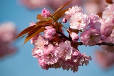 Blossom, Japanese Flowering Cherry, Tree