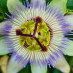 Blue Passionflower