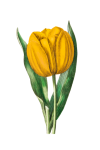 Flower Tulip Yellow Clipart