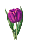 Flower Tulip Purple Clipart