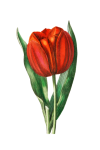 Flower Tulip Red Clipart