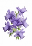Flower Violet Vintage Art