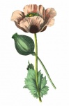Flowers Clipart Graphic Drawing