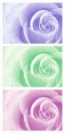 Flowers Roses Collage Set