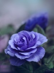 Blossom Flower Rose Blue