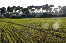 Bokeh Light Over Planted Field