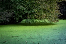 Tree In The Water, Duckweed Ferns