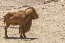 Brown Goat