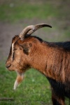 Brown Goat, Billy Goat, Goatee