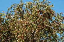 Bufalo Thorn Tree In Fruit