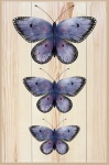 Butterflies On Wood Background