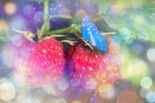 Butterfly, Raspberry, Berries