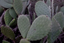Cactus Background In Shade