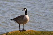 Canada Goose Standing On Mossy Rock