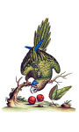 Clipart Vintage Parrot Bird