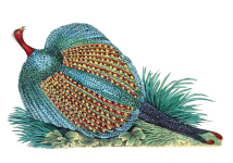 Clipart Vintage Bird Peacock