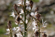 Close-up Of Asphodel Flowers