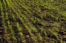 Close-up Of Green Ploughed Field