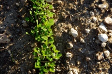 Close-up Of New Plants In Field