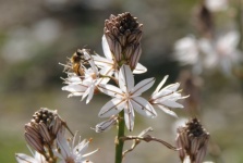 Close-up On Bee On Asphodel