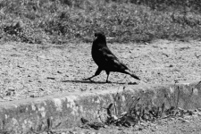 Raven Walking