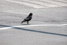 Crow On The Road