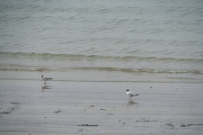 Couple Of Seagulls