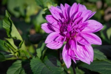Dahlia, Purple Dahlia, Flower