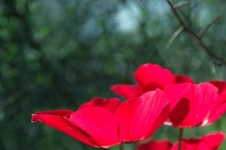 Deep Red Petals Of Anemone Flower