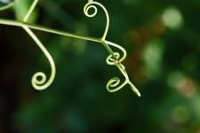 Delicate Green Tendrils On A Green