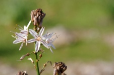 Delicate White Asphodel Flowers